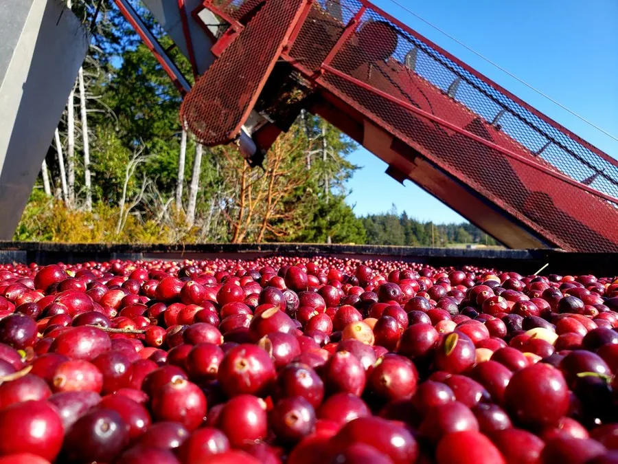 Close-up of a bog full of red cranberries floating at the surface during wet harvest, with the red harvest conveyor angling up into the sky behind them