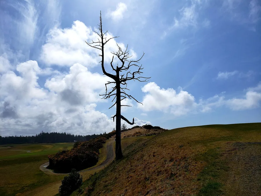 A weathered dead tree silhouetted against bright clouds on a grassy dune ridge at Bandon Dunes, with the fairway sweeping below