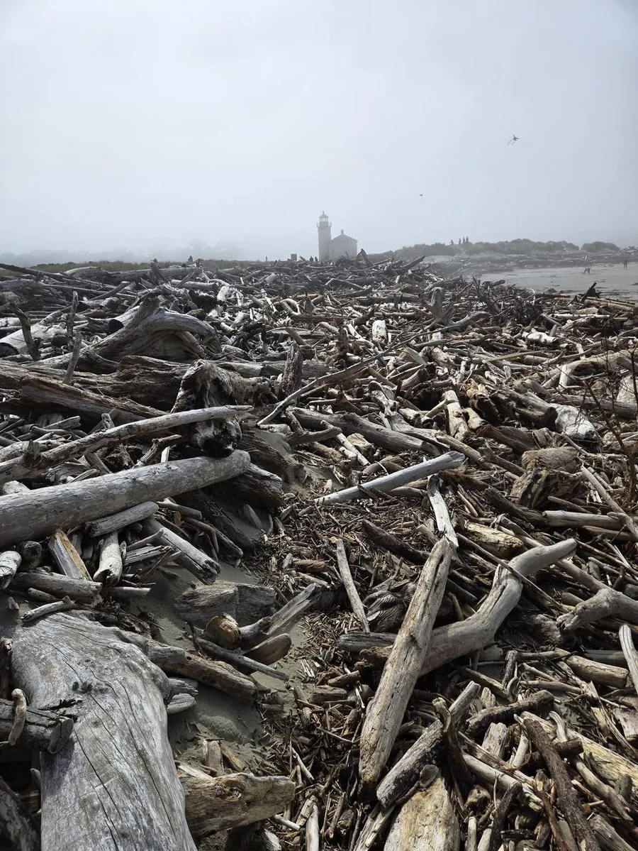 The Coquille River Lighthouse half-hidden in morning fog, viewed from the beach across a vast field of weathered driftwood logs