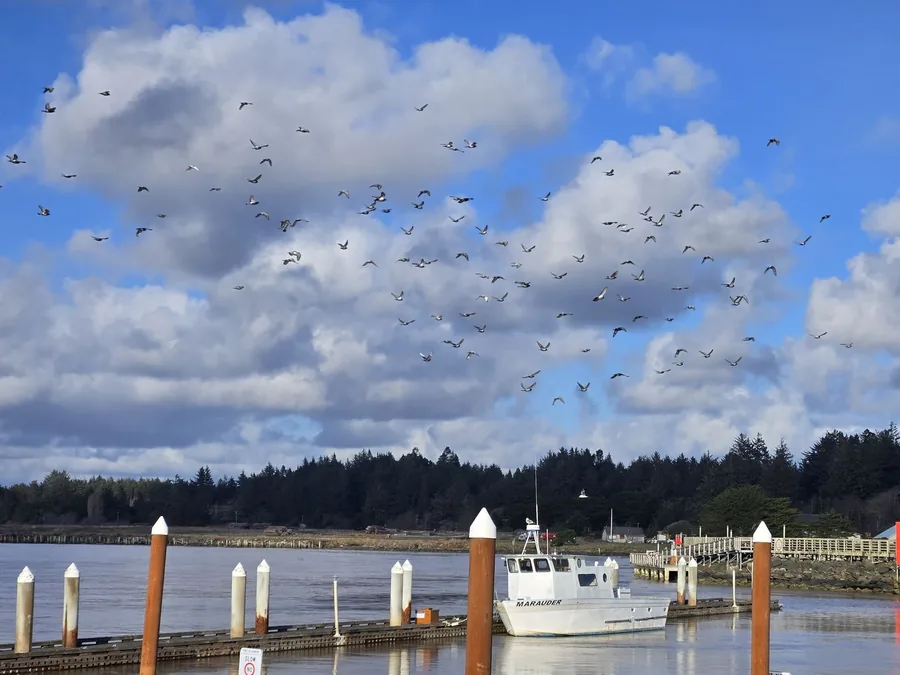 Bandon harbor at low tide with the white fishing boat MARAUDER moored at the boat basin, a flock of birds wheeling above the trees on the far shore