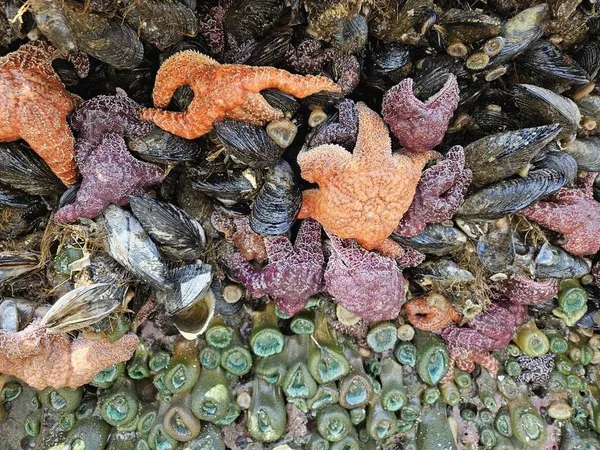 Cluster of orange and purple ochre sea stars piled together on a bed of mussels above a band of green sea anemones at low tide