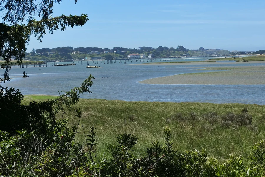 Tidal flats and marsh grass along the Coquille River estuary near Bandon, Oregon